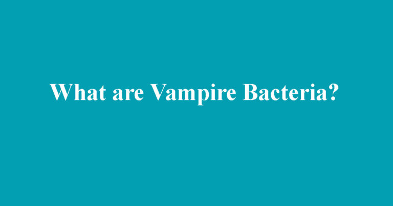 What are Vampire Bacteria?