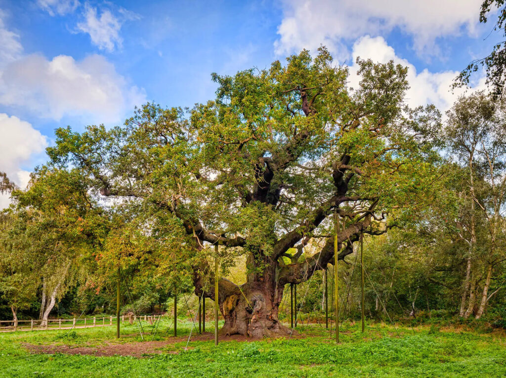 the tree was the meeting place of Robin Hood and his men
